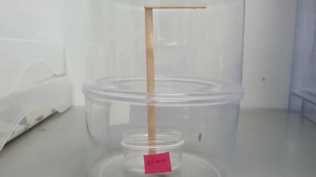 Climb down and ovipositon behavior of Gelis aerator to suspend cocoon смотреть онлайн