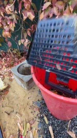 Скиммер отрабатывает | ПРУД ПРУДИ