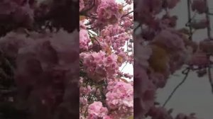 мечты о весне