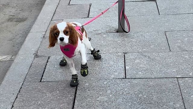 Фотопрогулка по Арбату с Open Foto OpenfotoRus