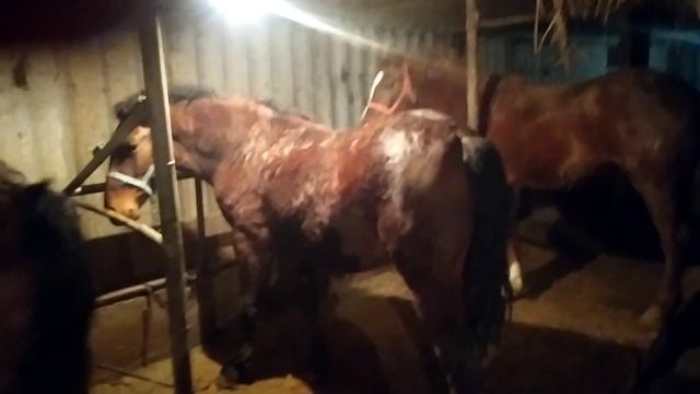 КУПИЛ 3 ЗА 300ТЫСЯЧ##ЛОШАДИ НА ОТКОРМ смотреть онлайн