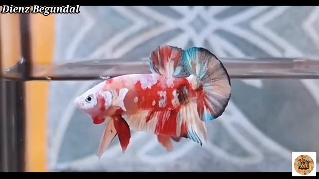 IKAN CUPANG NEMO YELLOW BASE GALAXY смотреть онлайн