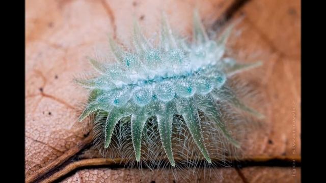 ГУСЕНИЦЫ-КОКЕТКИ № 1 ~ Caterpillars Сoquettish смотреть онлайн