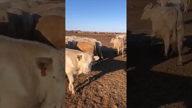 24 ноября 2020г#в ферме#быки#аулекол#откорм смотреть онлайн