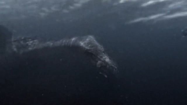 10 Самых Загадочных Озер и существа, которые в них обитают смотреть онлайн