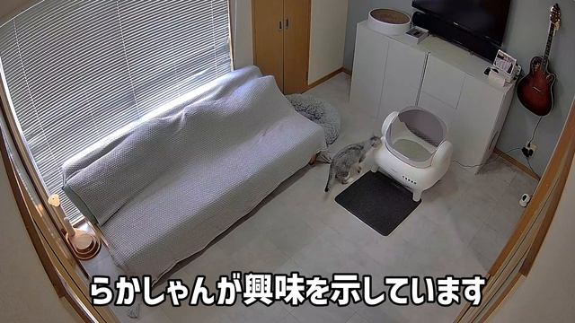 新しいトイレで一生懸命踏ん張る元ママ野良猫が可愛い過ぎた……【Neakasa全自動猫トイレM1】 смотреть онлайн