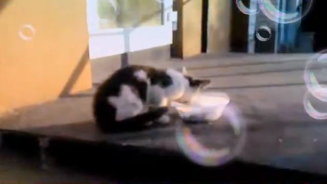 Смотрите что делают эти щенки!Доза мимимишности 😊🐶 смотреть онлайн