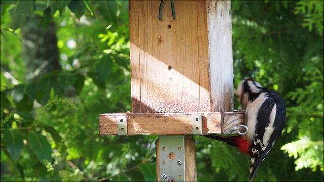 30.05.21 - Buntspecht futtert gemahlene Nüsse смотреть онлайн