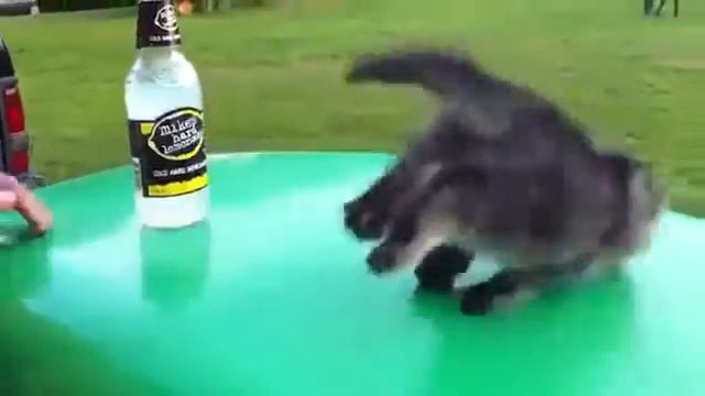 Кот испугался и смешно упал смотреть онлайн