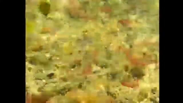 Hyphessobrycon eques смотреть онлайн