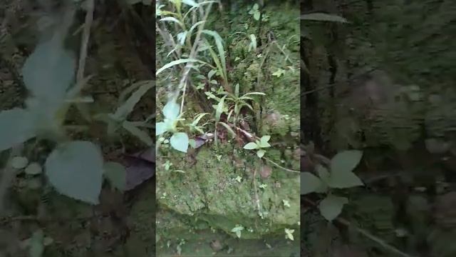 KLEPTOPARASITISMO: ARAÑAS ROBANDO A ARAÑAS COMO EJEMPLO DE UNAS ESPECIES ROBANDO A OTRAS смотреть онлайн