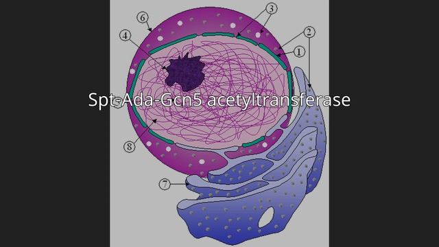 Spt-Ada-Gcn5 acetyltransferase смотреть онлайн