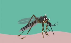 .... Почему комары пьют нашу кровь....