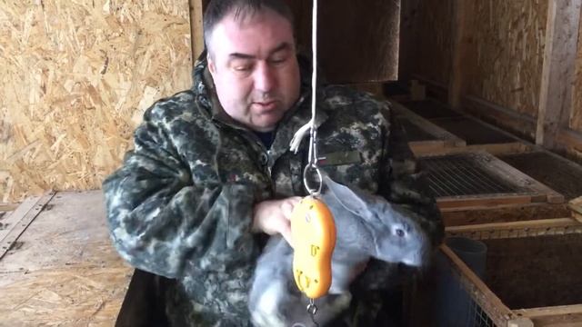 Небольшой обзор и вес крольчат из малочисленного окрола смотреть онлайн