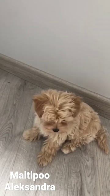 наш замечательный Выпускник мальтипу Чарли😍у нас есть щенята Мальтипу на продажу смотреть онлайн