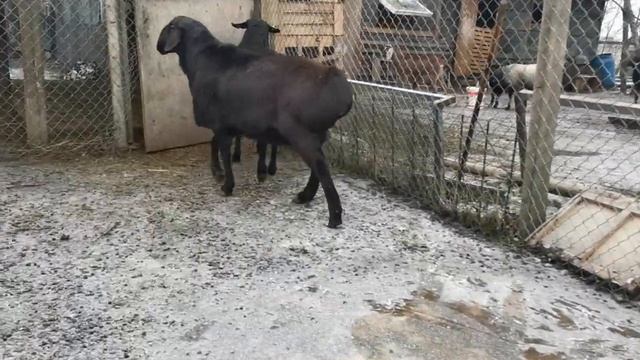Молодые гиссарские самцы-производители на этот год смотреть онлайн