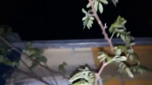 Пчелы! 26 апреля! Идет взяток! Поставили весы смотреть онлайн