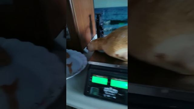 Утки, утиное мясо. Вес уток в летнее время!!! смотреть онлайн