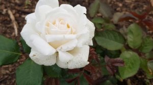 Роза Grafin Elke zu Rantzau (флорибунда, Кордес, Шермания, 2019). 21 июля 2022 г.