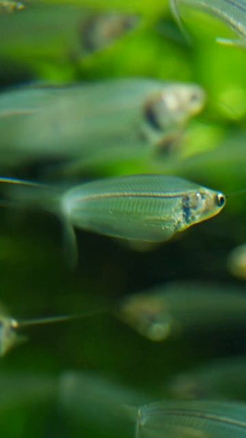 Kryptopterus Bicirrhis - Glass Catfish #borkmania #aquarium #fish #glasscatfish #catfish #aquaponic смотреть онлайн