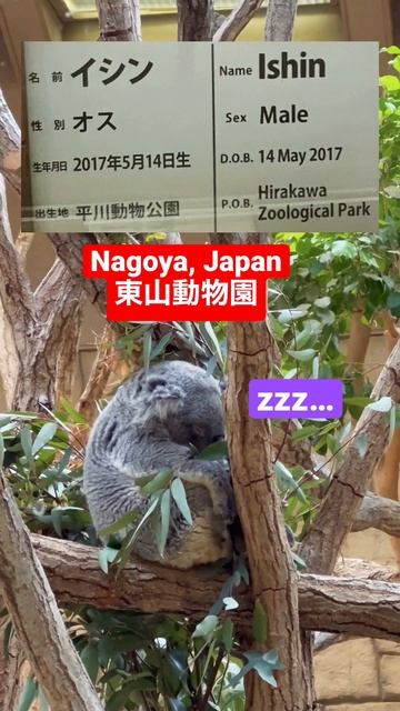JAPAN SLEEPING KOALA 名古屋の東山動物園で可愛いコアラ #shorts #ショーツ #zoo #nagoya смотреть онлайн
