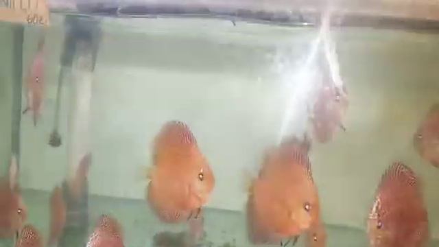 SUPER PANTERA DISCUS E panthers Discus! смотреть онлайн