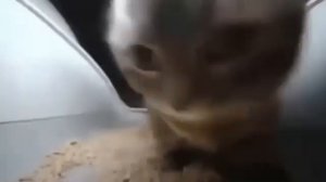 Чипи Чипи Чапа Чапа 1час