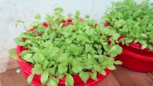 Выращивание кинзы дома. Хороший способ!