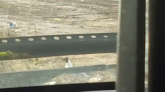 Чайка смотреть онлайн