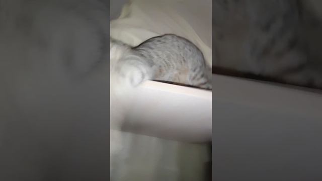 KITTY PLAYING FUN смотреть онлайн