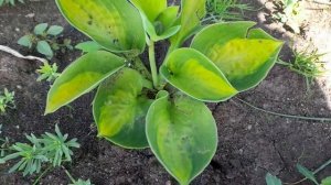 Хоста Sunset Grooves - Ручьи заката (М, Голландия, G. Heemskerk, ) (от Поиска) 25 июля 2022 г.