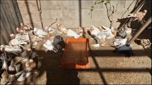 Птицы за $1 Vs $100,000,000! Двухчубые голуби. Tauben. Pigeons. Palomas. Pombos. 비둘기.