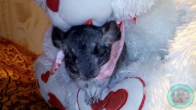 Шиншилла и любимый миша:) смотреть онлайн