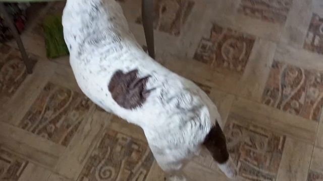 Второй час дня, ещё не ела,варю Мжадру(чечевицу оранжевую) смотреть онлайн