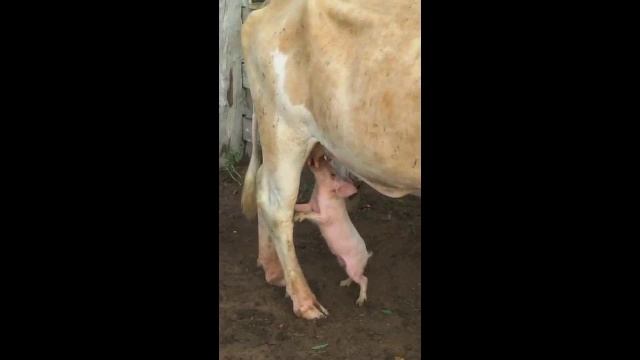 piglet drinking milk from a cow funny animal video смотреть онлайн