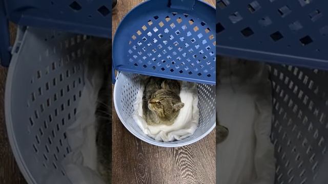 Монастырские кошки в прямом эфире! смотреть онлайн