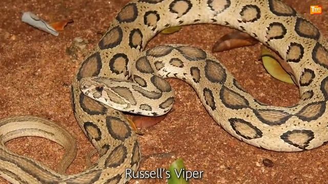 10 Most VENOMOUS Snakes In The World Today ! | Things Around смотреть онлайн