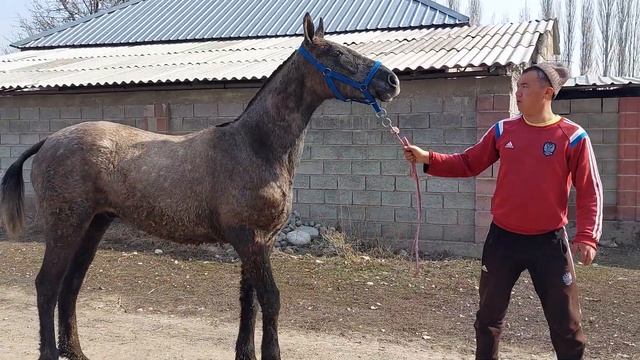 Кунан чыкма сатылат Дареги Бишкек Ысык ата Тел:+996 704 245 757Баасы 140 мин кеми бар. смотреть онлайн