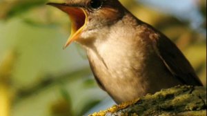 ''Удивительная птичка - соловей''