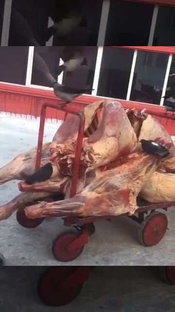 Астана Евразия мясо едят птицы смотреть онлайн