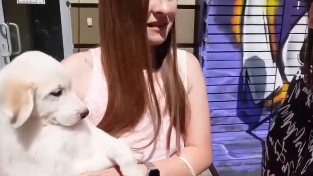 Итоги выставки «хочу домой!» от организаторов Хранители Верности. смотреть онлайн