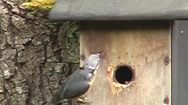 Nuthatch Feeding its Young And then Fledging смотреть онлайн