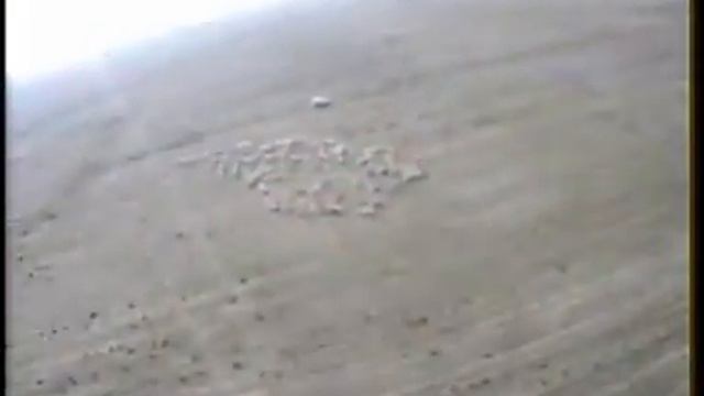 Flying above sheeps! смотреть онлайн