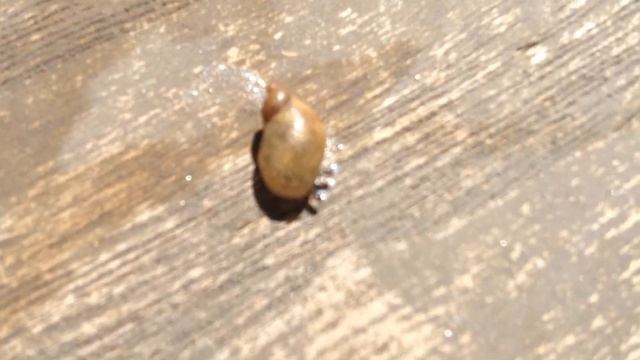 smallest snail in the WORLD!!! смотреть онлайн