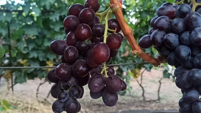 Поразил своими вкусовыми! Триумф селекции Писанка О. М. ! Тел,WhatsApp и Telegram : 8-918-43-794-43 смотреть онлайн