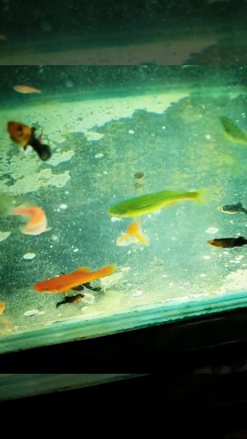 Feeding Egg Yolk | baby fishes | Favorite food смотреть онлайн