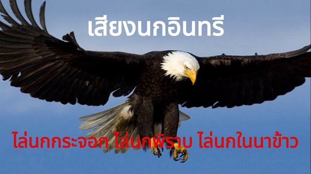 เสียงนกอินทรี เอาไว้เปิดไล่นกกระจอก ไล่นกในนาข้าว смотреть онлайн