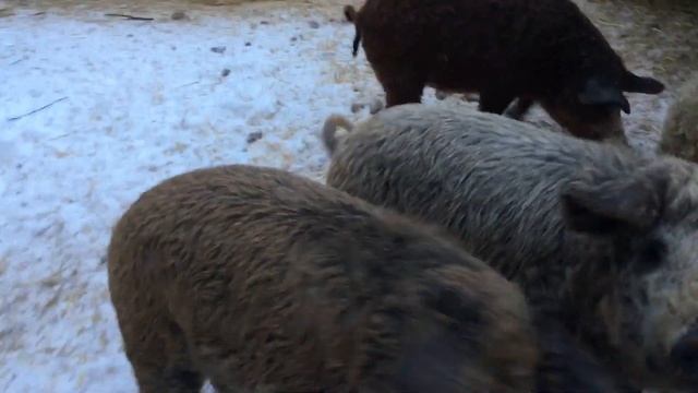 Венгерская Мангалица Чудо чудное . смотреть онлайн