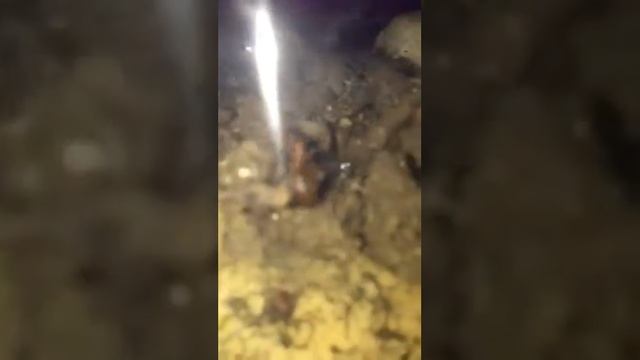 Sugar Ants ( Camponotus consobrinus ) Part 1 смотреть онлайн