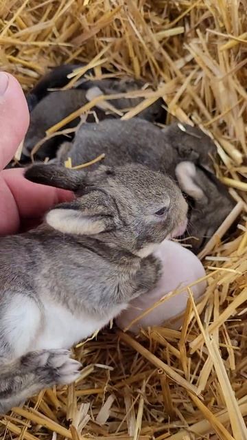 can't stop looking at these bunnies #shorts #rabbit #bunnies смотреть онлайн
